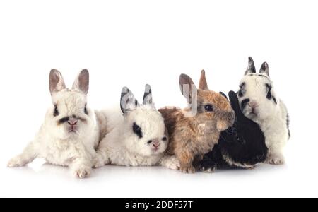 Rex rabbits in front of white background Stock Photo - Alamy