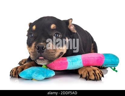 puppy american bully in front of white background Stock Photo