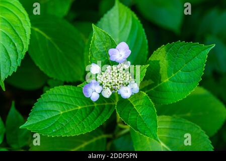 Hydrangea flower or Hydrangea macrophylla blooming in spring and summer in a garden. Close-up Pink Hydrangea or Hortensia flower Stock Photo