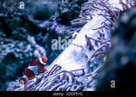 Clownfish or anemonefish Amphiprioninae swims through a tropical coral reef in an anemone. Stock Photo
