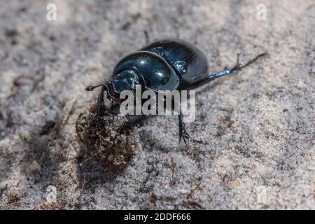 Heath Dumble Dor or Heath Dor Beetles, Trypocopris pyrenaeus, feeding on dung on Dorset heathland in late summer. Rare in UK.