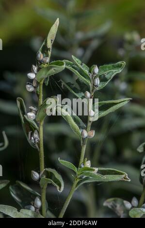 Common Gromwell, Lithospermum officinale, in fruit in late summer on chalk downland. Stock Photo