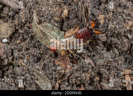 Male Common earwig, Forficula auricularia, scavenging in garden. Stock Photo