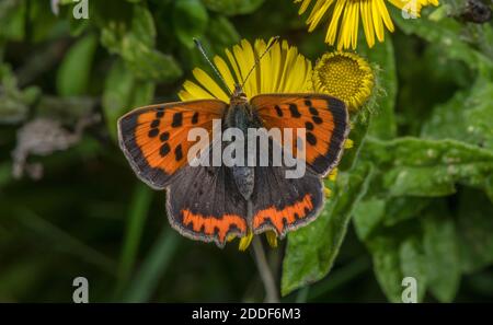 Small copper, Lycaena phlaeas, butterfly feeding on Fleabane, Pulicaria dysenterica; late summer. Stock Photo