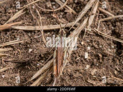Male Common Field Grasshopper, Chorthippus brunneus, on the ground. Stock Photo