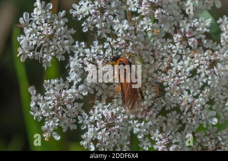 Turnip sawfly, Athalia rosae, feeding on umbellifer flower. Dorset. Stock Photo