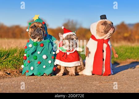 Funny adult and puppy French Bulldog dogs dressed up with snowman, christmas tree and santa costumes Stock Photo