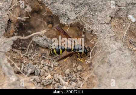 Female Heath Potter wasp, Eumenes coarctatus, collecting nest-building mud on Hartland Moor, Purbeck, Dorset. Stock Photo