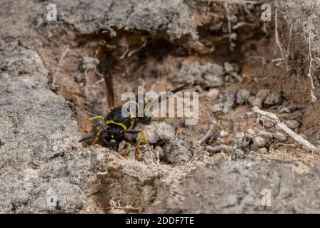 Female Heath Potter wasp, Eumenes coarctatus, collecting nest-building mud on Hartland Moor, Purbeck, Dorset. Stock Photo