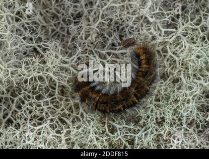 Caterpillar of Fox Moth, Macrothylacia rubi on sandy heathland, ready to pupate. Dorset. Stock Photo