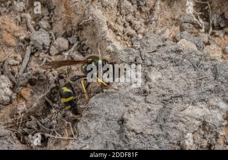 Female Heath Potter wasp, Eumenes coarctatus, collecting nest-building mud on Hartland Moor, Purbeck, Dorset. Stock Photo