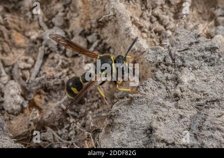 Female Heath Potter wasp, Eumenes coarctatus, collecting nest-building mud on Hartland Moor, Purbeck, Dorset. Stock Photo