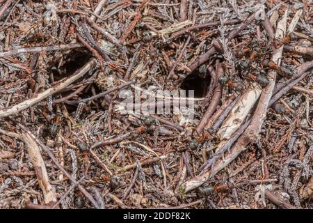 Southern Wood Ants, Formica rufa, active around the nest holes.