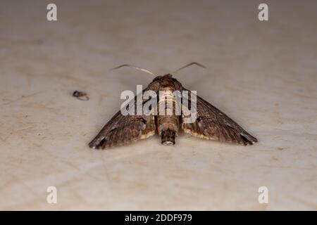 Euteliid Moth of the Family Euteliidae Stock Photo