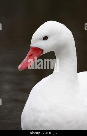 Coscoroba Swan (Coscoroba coscoroba) Stock Photo