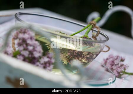 Baldrian-Tee, Baldriantee, Tee aus Baldrian-Blüten, Baldrianblüten, Heiltee, Kräutertee, Blütentee, Beruhigungstee, Echter Baldrian, Baldrian, Großer Stock Photo