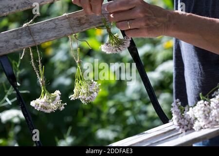 Baldrian-Ernte, Baldrianernte, Strauss, Strauß, Sträusse, Sträuße zum Trocknen binden, Ernte von Baldrian-Blüten, Baldrianblüten, Kräuterernte, Kräute Stock Photo