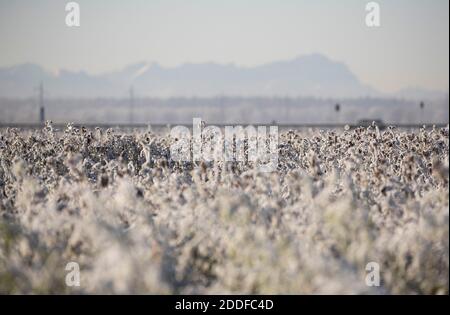 Agriicultural field with frozen green plants near Munich, Bavaria, Germany Stock Photo