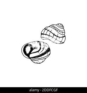 Vector hand drawn escargot. French cuisine dish of snails. Design sketch element for menu cafe, bistro, restaurant, label and packaging. Illustration Stock Vector