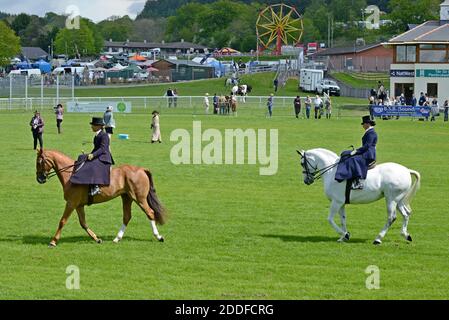 Women riding side saddle in a competition at the Royal Welsh spring festival Stock Photo