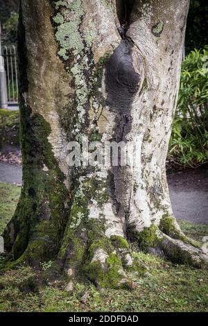 Moss growing on a large trunk of a mature Copper Beech tree - Fagus sylvatica. Stock Photo