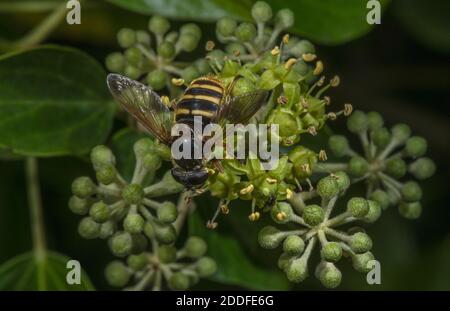 Bog Hoverfly, Sericomyia silentis, feeding on Ivy flowers in early autumn. Stock Photo
