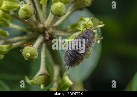 Common Rough Woodlouse, Porcellio scaber, feeding on Ivy flowers in late summer. Stock Photo