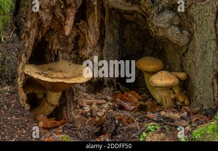 Spectacular Rustgill, Gymnopilus spectabilis, growing in cavity in old beech tree. New Forest. Stock Photo