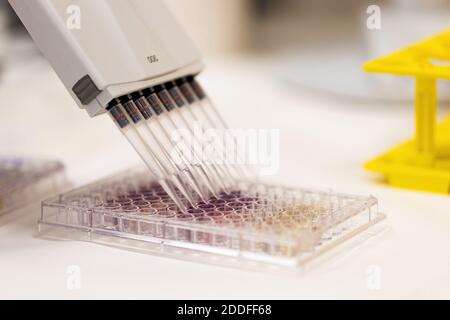 Medical research with multi channel pipette in hospital Stock Photo