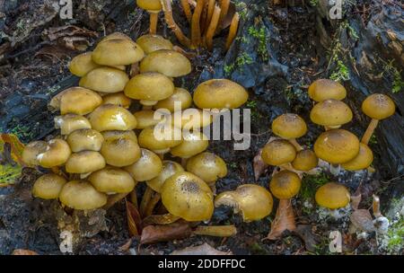 Developing clump of Honey fungus, Armillaria mellea, at the base of an old tree. Stock Photo