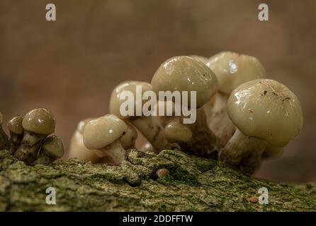 Clump of Porcelain Fungus, Oudemansiella mucida, growing on dying Beech tree. Stock Photo