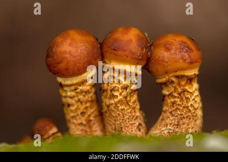 Clump of Golden Scalycap, Pholiota aurivella, developing on fallen Beech tree. New Forest. Stock Photo