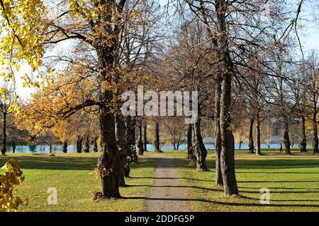 Rows of autumnal linden trees by the small path Stock Photo