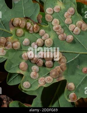 Common spangle gall, Neuroterus quercusbaccarum, on the underside of Common Oak leaf. Autumn. Stock Photo