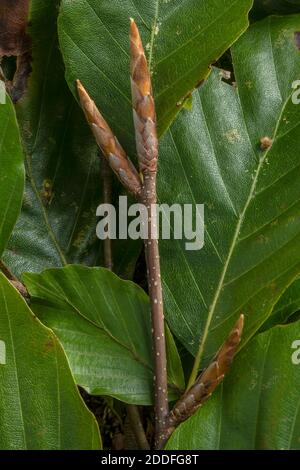 Autumn buds and leaves of beech, Fagus sylvatica. Stock Photo