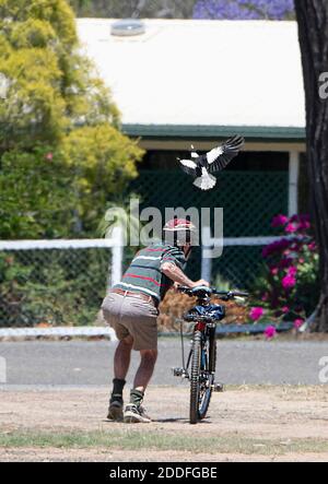 Magpie swooping a cyclist during nesting season (Cracticus tibicen or Gymnorhina tibicen), Toogoolawah, Queensland, QLD, Australia Stock Photo
