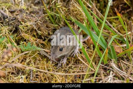 Wood mouse, Apodemus sylvaticus, feeding in grassland in the daytime; New Forest. Stock Photo