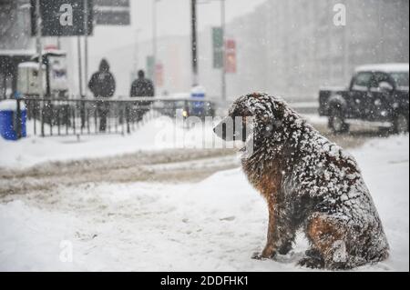 Stray dogs out in the snow during a cold and snowy winter day. Stock Photo