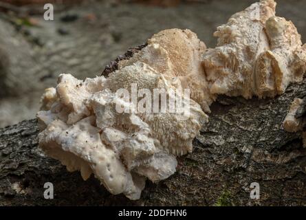 Tiered Tooth, Hericium cirrhatum, fungus growing on fallen beech, New Forest. Stock Photo