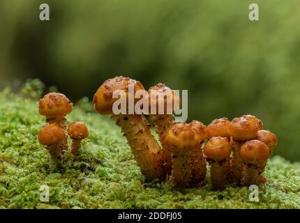 A cluster of developing Golden Scalycap, Pholiota aurivella, on beech trunk. New Forest. Stock Photo