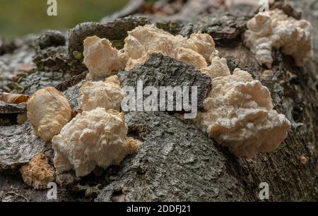 Tiered Tooth, Hericium cirrhatum, fungus growing on fallen beech, New Forest. Stock Photo