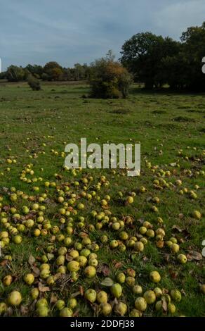 Fallen Crab-apples, Malus sylvestris, below tree on New Forest lawn. Hants. Stock Photo