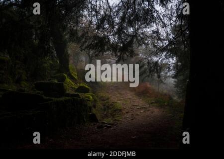 Autumn misty landscape with trees covering a footpath and leaves on the ground, on a foggy day Stock Photo