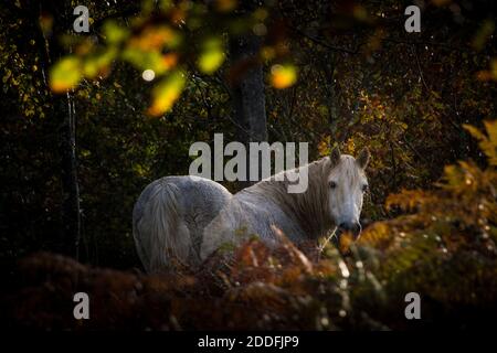 A white horse stands in the middle of vegetation in the woods, with sunlight coming through the trees as he gazes back Stock Photo