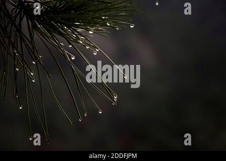 Evergreen tree close up on needle leaves details with water drops Stock Photo