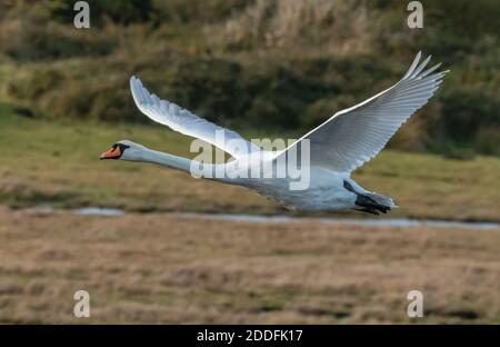 Mute swan, Cygnus olor, in flight over coastal marshland, in autumn. Stock Photo