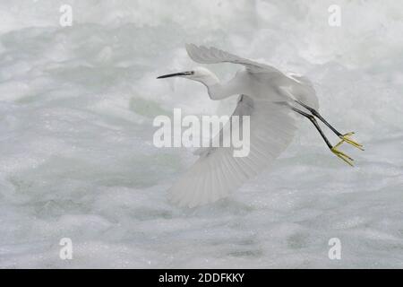 Wonderful portrait of Little Egret on the river (Egretta garzetta) Stock Photo