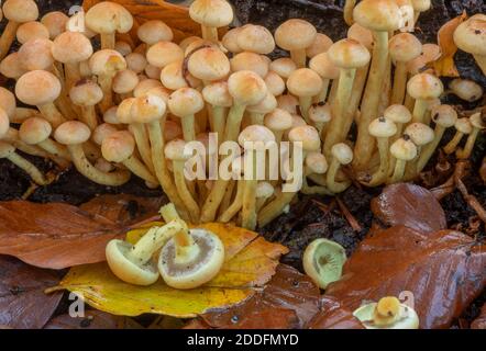 Sulphur Tuft, Hypholoma fasciculare, fungus growing in masses over fallen beech tree in the New Forest. Stock Photo