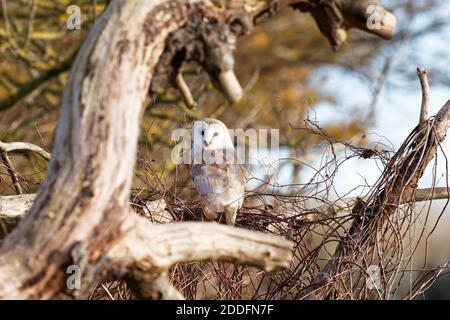 Barn owl in tree Stock Photo