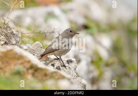 Black redstart (Phoenicurus ochruros) female, perched on rock, Andalusia, Spain. Stock Photo